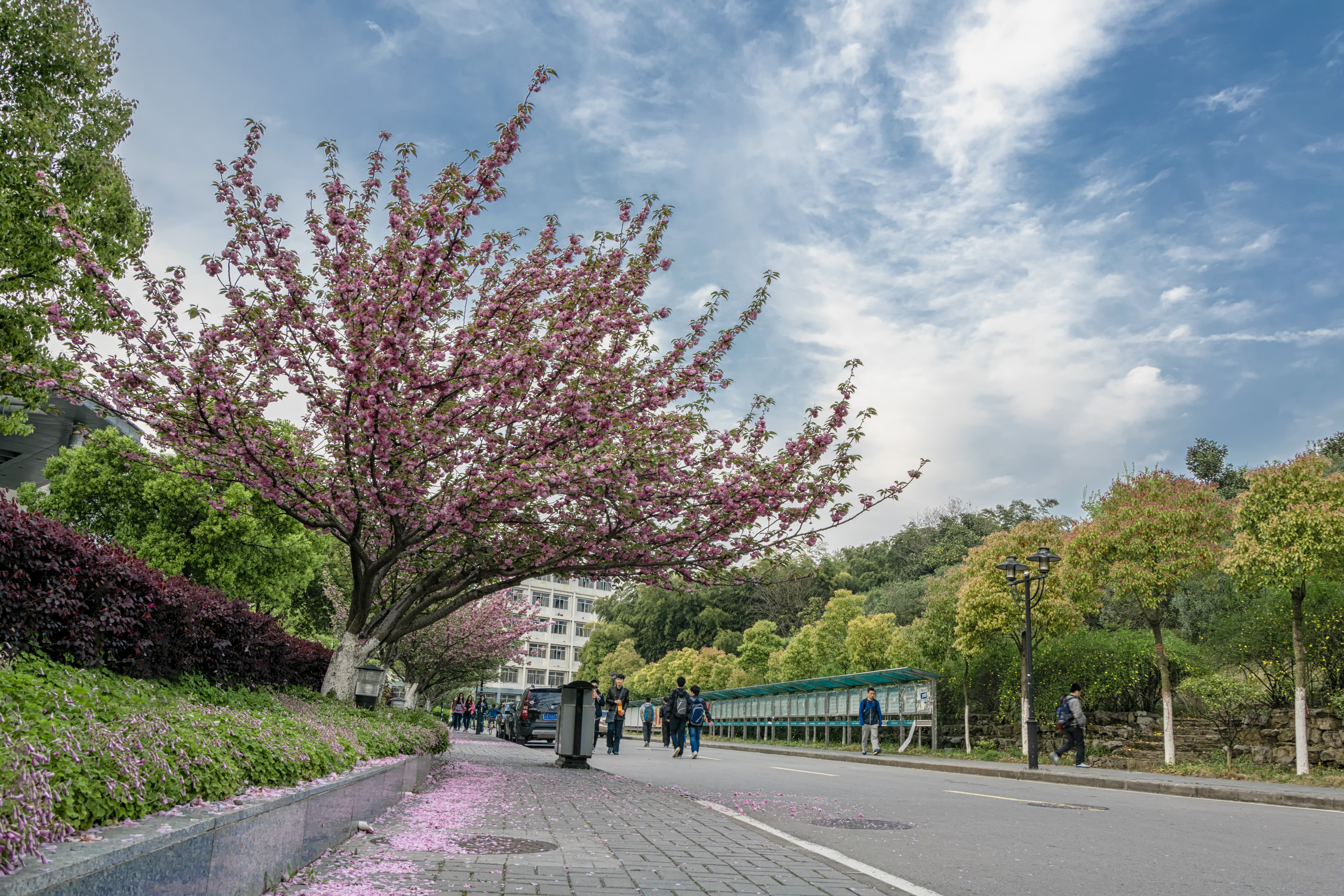 活动预告|向美而生——2024年河海MEM“三八女神节”艺术插花活动通知